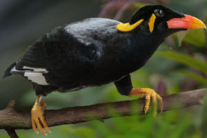 Nias Hill myna (Photo by Simon Bruslund)