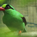 Javan green magpie (Photo by CCBC)