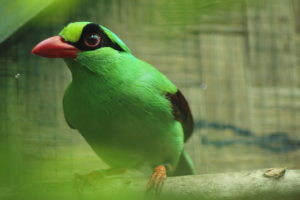 Javan green magpie (Photo by CCBC)