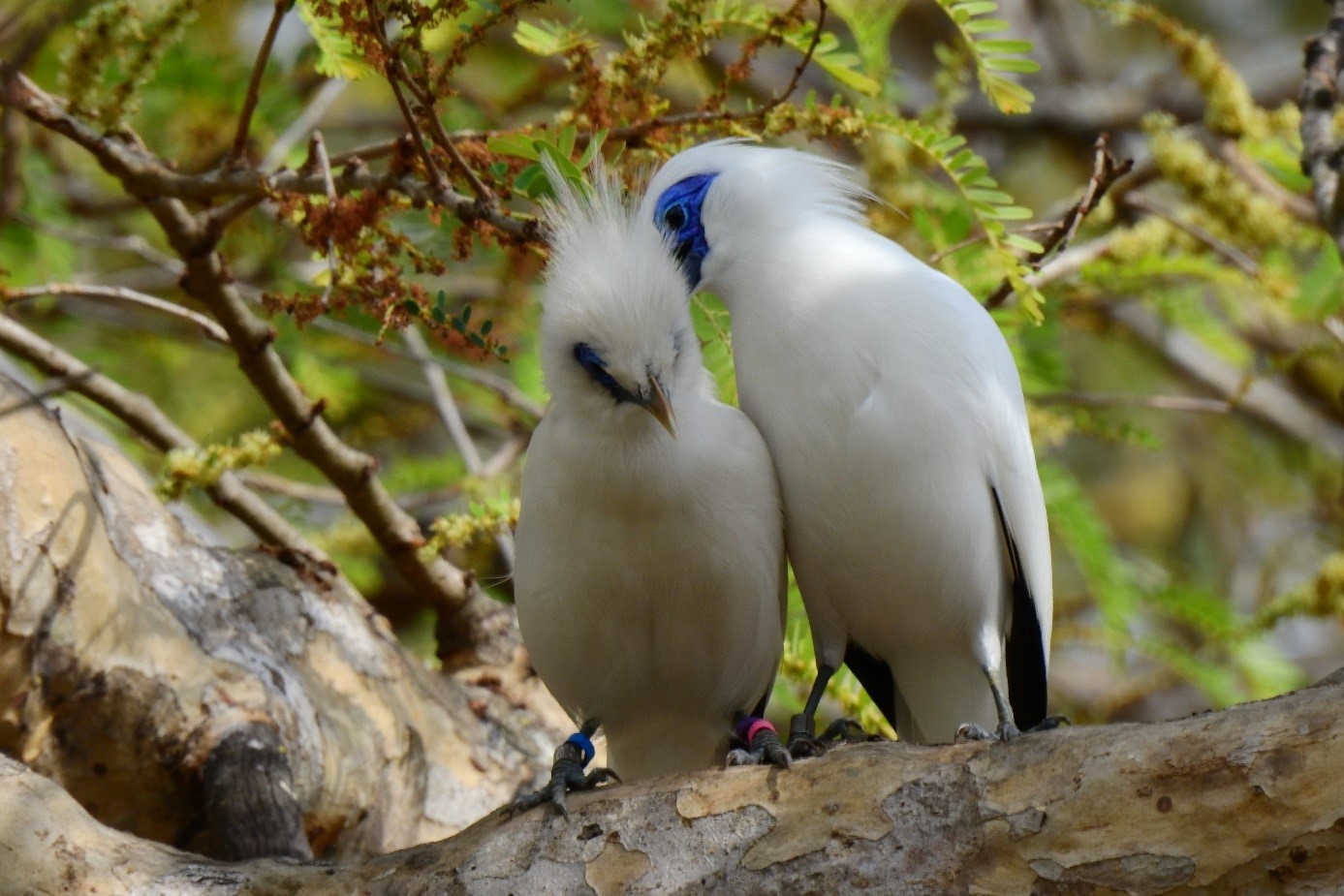 Sandrine Camus Silent Forest